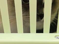 -安安宠医宠物医院·异宠·犬猫内科(岳阳分院)