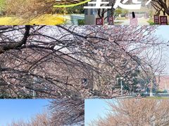 -国际非物质文化遗产博览园