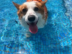 -汪说喵讲宠物乐园宠物酒店(红星美凯龙店)