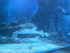 -太平洋海底世界