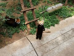 -昆明动物园