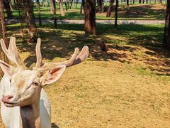 -秦皇岛野生动物园