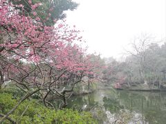 -红梅公园