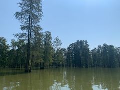 -池杉湖湿地公园