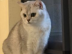 -滚猫咖啡·猫咖·猫友好撸猫(未来城店)