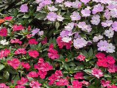 -庐山风景区花径公园