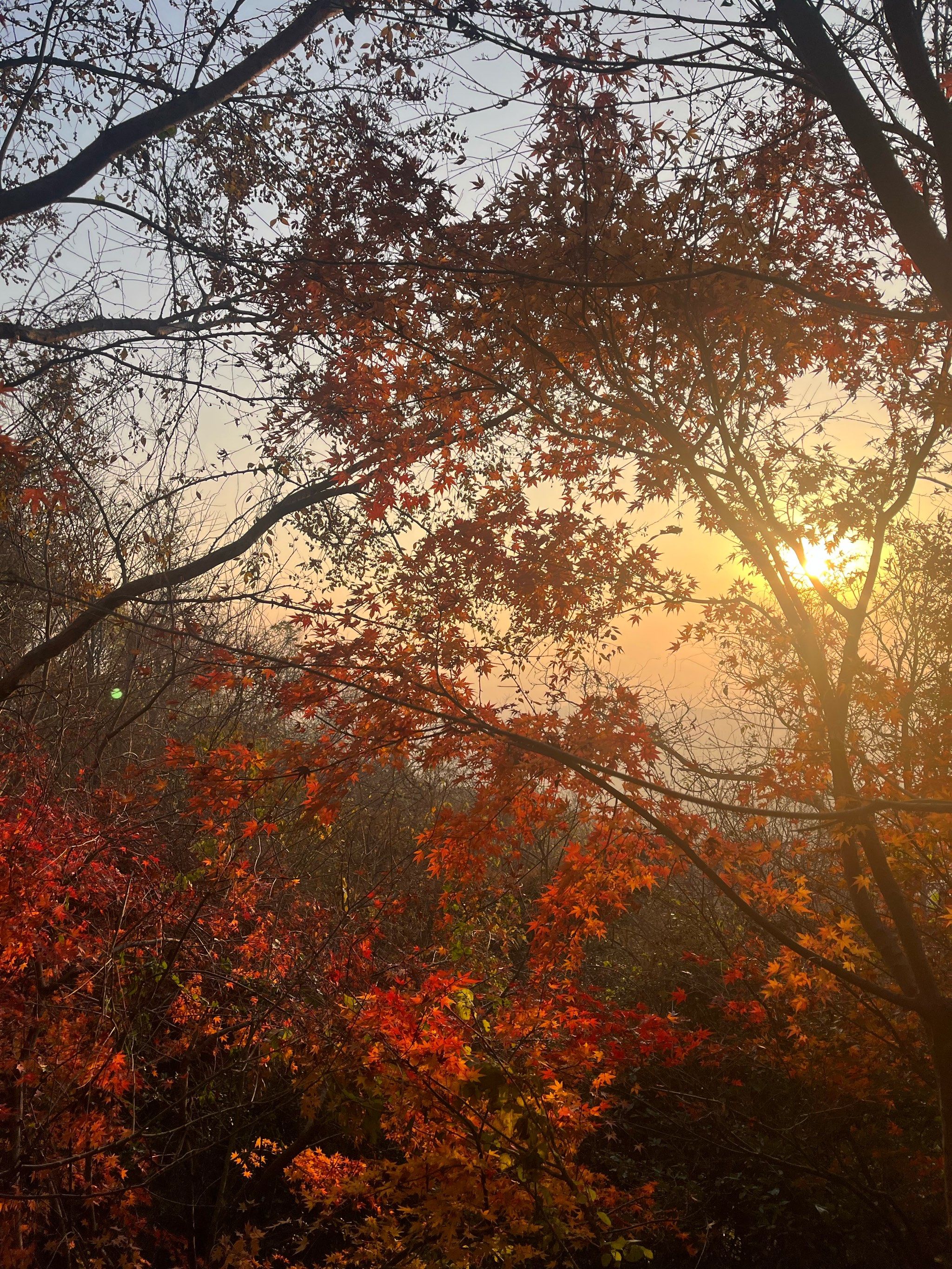 马上开春树木都发芽了,肯定风景很好看,大家都可以来很好看,#日出日落