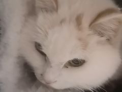 -纳吉亚猫专科动物医院(康都外科中心)