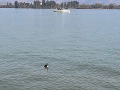 -邛海风味特色菜馆