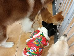 -Let's go狗咖·猫咖·奶狗·桌游(春熙路IFS店)