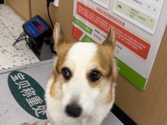 -瑞派康怡24h宠物医院·犬猫医疗中心·微创绝育(瑞景分院)