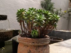 -三圣花乡旅游区