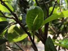 -汉艺唐风茶艺培训(联发华美空间店)