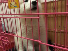 -翊宠yipet猫狗购宠庄园犬舍•猫舍