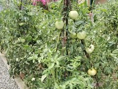 -柞水乾佑红门家菜