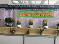 -龙大花卉苗木市场