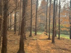 -黄海国家森林公园