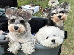 -乖乖宠物医院·猫科·骨科·24小时(云岗分院)