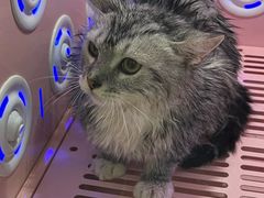 -乐琪宠物医院·犬猫专科·骨外科·急重症