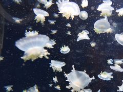 -太平洋海底世界