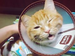 -米苏动物医院·犬猫专科·骨科外科内窥镜
