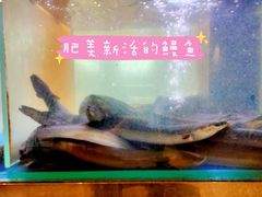 -本炙炭烤·蒲烧活鳗料理店(金沙洲店)