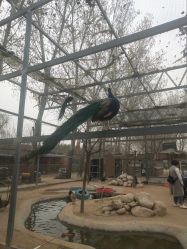 -上美四季动物农场