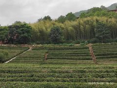 -雁南飞茶田景区