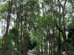 -邓小平故里