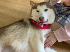 -Husky Go! 哈士奇体验馆·宠物咖啡厅狗咖