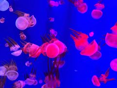 -成都浩海立方海洋公园