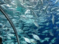 -上海海洋水族馆