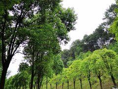 -铁山坪森林公园