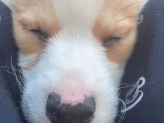 -柯斗斗主题餐厅·狗咖·围炉煮茶·茶饮(国瑞升平里店)