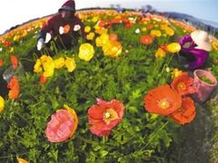 -洪湖湿地生态园