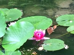 庭院荷花-藤子·F·不二雄博物馆