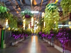 -南宫五洲植物乐园