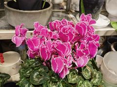 -双季花艺园艺市场(浦东店)