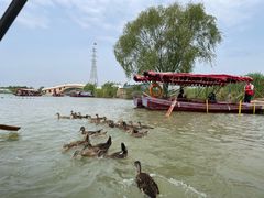 -白洋淀景区