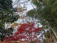 -秋霞圃