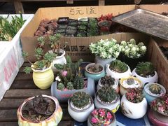 -曲阳花鸟市场(曲阳路店)
