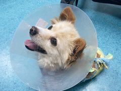 -北京赛佳动物医院