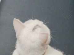 -伟伟宠物医院·瑞派猫友好医院·猫科(光谷店)