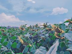 -映月湖中央公园
