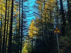 -芦芽山旅游度假区