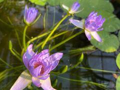 -国家植物园南园