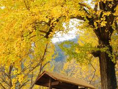 -千年银杏谷文化旅游区