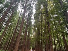 -日照海滨国家森林公园