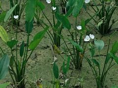 -广西壮族自治区药用植物园
