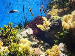 -新加坡海洋生态馆